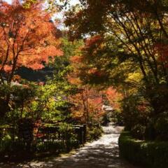 Отель Kurokawa Onsen Oku no Yu Минамиогуни фото 3