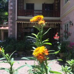 Отель Sapa Garden Bed and Breakfast Вьетнам, Шапа - отзывы, цены и фото номеров - забронировать отель Sapa Garden Bed and Breakfast онлайн фото 9