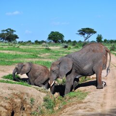 Balloon Camp Tarangire Hotel in Arusha, Tanzania from 230$, photos, reviews - zenhotels.com photo 4