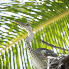 Banyan Tree Vabbinfaru in North Male Atoll, Maldives from 831$, photos, reviews - zenhotels.com balcony