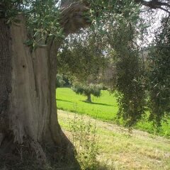 Отель Agriturismo Il Gelso Antico Италия, Реканати - отзывы, цены и фото номеров - забронировать отель Agriturismo Il Gelso Antico онлайн фото 12