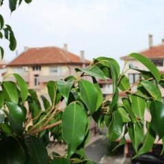Отель Zoya Guest House Болгария, Равда - отзывы, цены и фото номеров - забронировать отель Zoya Guest House онлайн фото 3