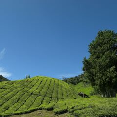 Отель Cameron Highlands Resort фото 5