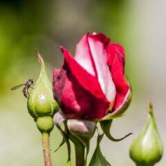 Hotel Villa Maria Luigia интерьер отеля фото 2