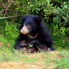 Отель Wild eco safari с домашними животными