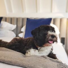 Отель Kimpton De Witt Amsterdam с домашними животными