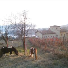 Отель Agriturismo Il Filare Невьяно-дельи-Ардуини фото 3
