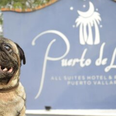 Отель Puerto De Luna Пуэрто-Вальярта с домашними животными