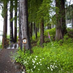 Отель Lake Quinault Lodge Куинолт фото 8