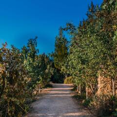 Отель Tur Sinai Organic Farm Resort Иерусалим приотельная территория