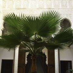 Отель Riad Azahra Марокко, Рабат - отзывы, цены и фото номеров - забронировать отель Riad Azahra онлайн фото 3