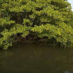 Отель Mangrove Escapes фото 2