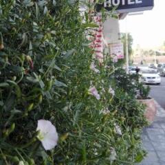 Отель Cleopetra Hotel Иордания, Вади-Муса - отзывы, цены и фото номеров - забронировать отель Cleopetra Hotel онлайн фото 3