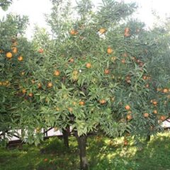 Отель Azienda Agrituristica Vivi Natura Италия, Помпеи - отзывы, цены и фото номеров - забронировать отель Azienda Agrituristica Vivi Natura онлайн фото 21