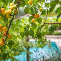 Вилла Kleo Cottages Турция, Патара - отзывы, цены и фото номеров - забронировать отель Вилла Kleo Cottages онлайн фото 5