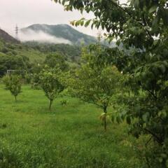 Отель Restland Dilijan Hotel Армения, Дилижан - отзывы, цены и фото номеров - забронировать отель Restland Dilijan Hotel онлайн фото 14
