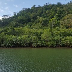 Отель Mangrove Resort фото 2