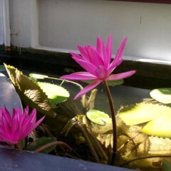 Отель Green Coco Homestay Hoi An спа