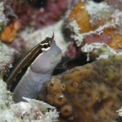 Banyan Tree Vabbinfaru in North Male Atoll, Maldives from 831$, photos, reviews - zenhotels.com meals photo 2