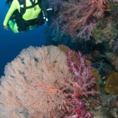 Отель Koh Tao Coral Grand Resort Таиланд, Остров Тау - отзывы, цены и фото номеров - забронировать отель Koh Tao Coral Grand Resort онлайн приотельная территория