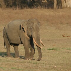 Отель Wild Trails Yala Tented Safari Camp By Yoho с домашними животными