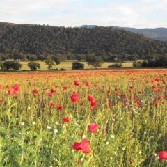 Отель Agriturismo Il Casalino Сполето фото 8