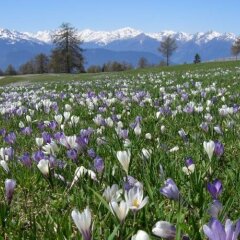 Отель Pension Schlaneiderhof Мельтина