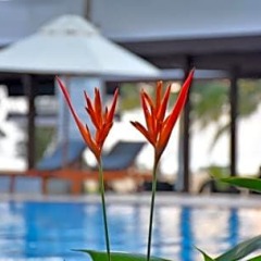 Отель Goldi Sands Hotel Шри-Ланка, Негомбо - 1 отзыв об отеле, цены и фото номеров - забронировать отель Goldi Sands Hotel онлайн фото 15