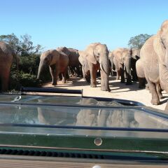 Отель Gorah Elephant Camp Южная Африка, Аддо - отзывы, цены и фото номеров - забронировать отель Gorah Elephant Camp онлайн приотельная территория