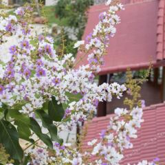 Отель Hong Bin Bungalow фото 5