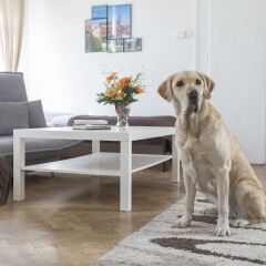 Апартаменты Green Park Apartments с домашними животными