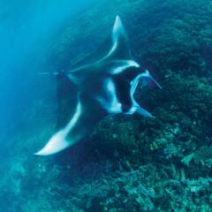 Отель Mantaray Island Resort фото 3