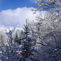 Отель Tree-Tops, Chalet фото 10