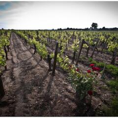 Отель Chateau Franc Pourret Франция, Сент-Эмильон - отзывы, цены и фото номеров - забронировать отель Chateau Franc Pourret онлайн приотельная территория