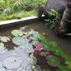 Отель Manikgoda Tea Paradise фото 23