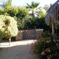 tropicales palmas