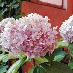 Отель B&b Al Giardino Di Alice Перуджа фото 3