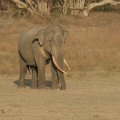 Отель Wild Trails Yala Tented Safari Camp By Yoho пляж