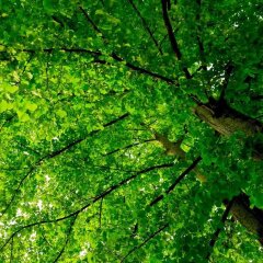 Отель Camping Al Bosco Италия, Градо - отзывы, цены и фото номеров - забронировать отель Camping Al Bosco онлайн фото 3