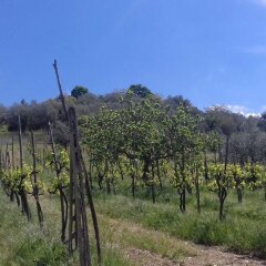 Отель La Piccola Quercia Стронконе фото 6