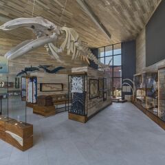 Отель Solaz, A Luxury Collection Resort, Los Cabos развлечения