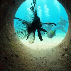Гостевой Дом Neptun Dive Resort пляж фото 2