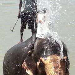 Отель Sauraha Boutique Resort Непал, Саураха - отзывы, цены и фото номеров - забронировать отель Sauraha Boutique Resort онлайн пляж
