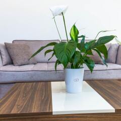 Отель Letna Garden Suites Чехия, Прага - отзывы, цены и фото номеров - забронировать отель Letna Garden Suites онлайн комната для гостей