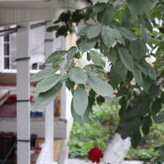 Отель ELES Guest House Стандартный номер с различными типами кроватей фото 10