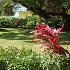 Отель Paradise Tropical Spice Ямайка, Ранавей-Бей - отзывы, цены и фото номеров - забронировать отель Paradise Tropical Spice онлайн