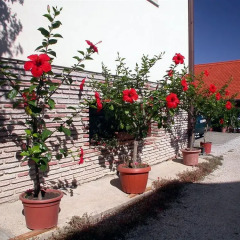 Отель Hevizquelle 1 Apartmenthaus Хевиз фото 3