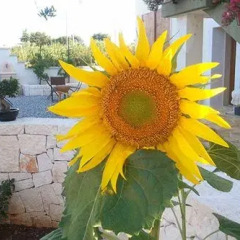 Отель Art B&B Joyful People Альберобелло бассейн фото 3