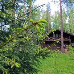 Гостиница Ekootel Romanov Les в Лунево 4 отзыва об отеле, цены и фото номеров - забронировать гостиницу Ekootel Romanov Les онлайн фото 3