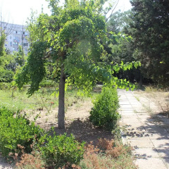 Гостиница Pension Sevastopol фото 4